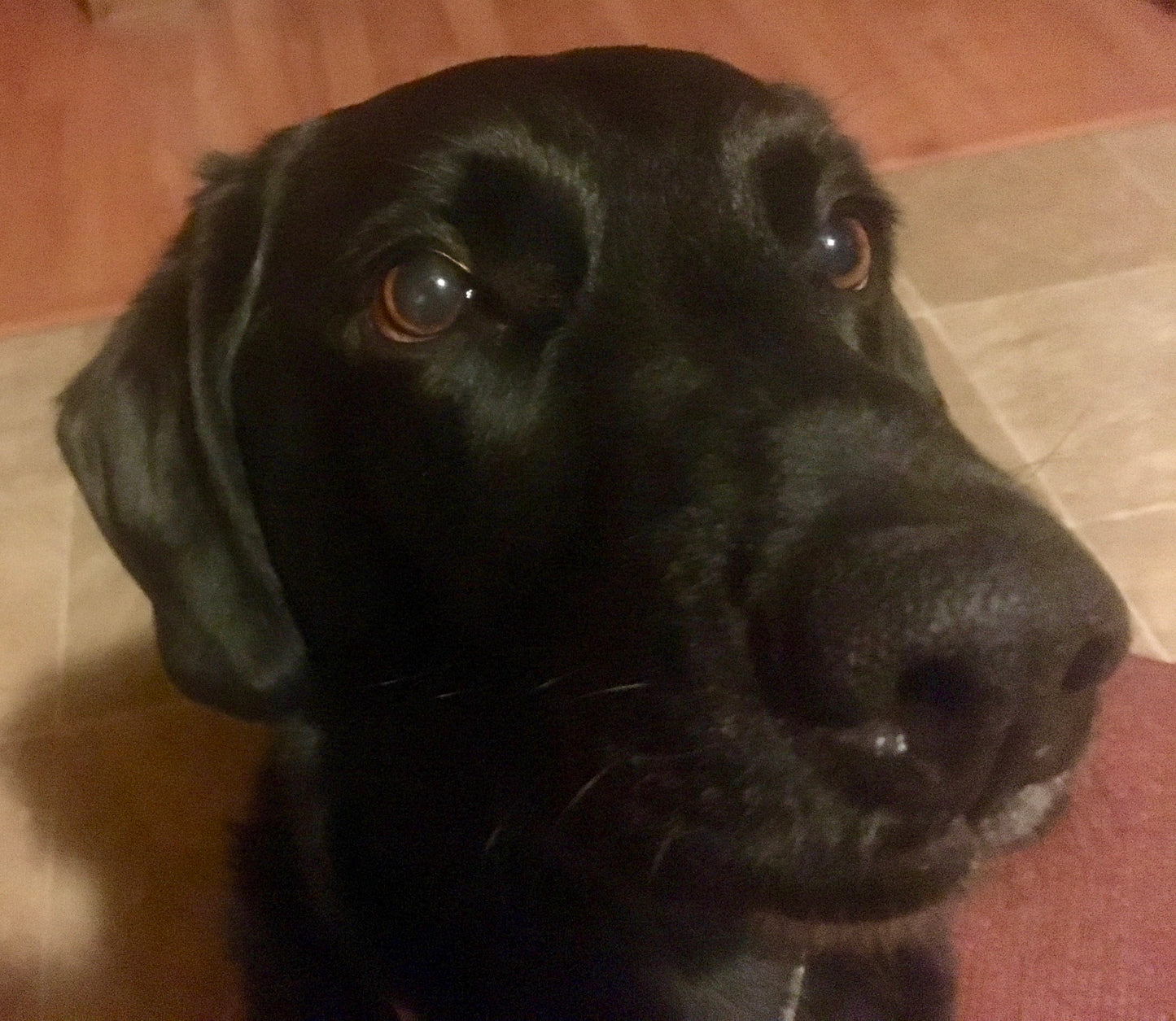 Pre-Order! Animal sweaters